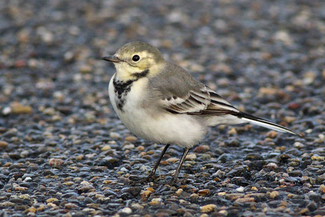 22 september 2023, Witte Kwikstaart, Lauwersmeer