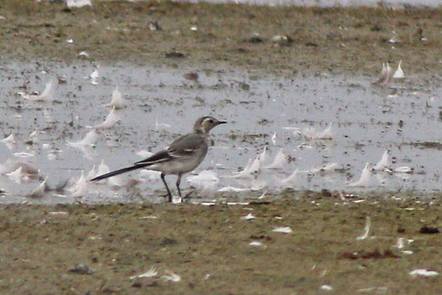2 augustus 2024, Witte Kwikstaart, Midden Vroon_01