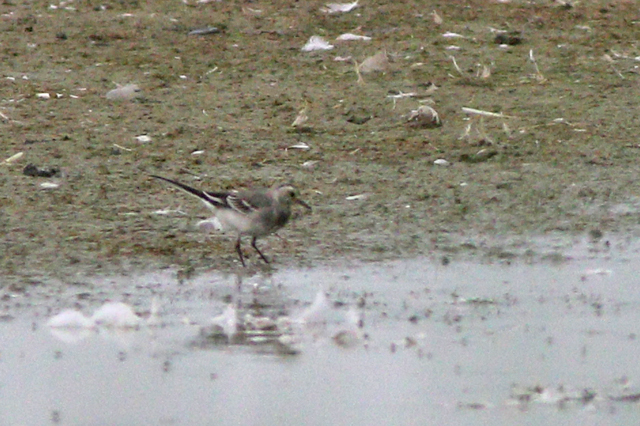 2 augustus 2024, Witte Kwikstaart, Midden Vroon_02