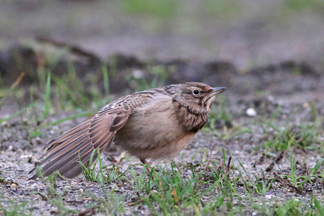11 januari 2020, Kuifleeuwerik, Apeldoorn_01