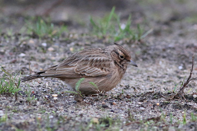 11 januari 2020, Kuifleeuwerik, Apeldoorn_02