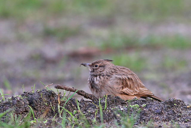 11 januari 2020, Kuifleeuwerik, Apeldoorn_04