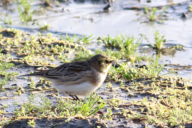 9 januari 2022, Strandleeuwerik, Wierum