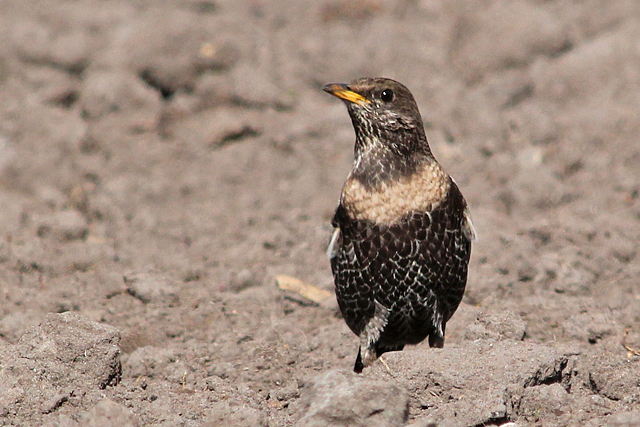 21 april 2010, Beflijster, 02_Fochteloerveen