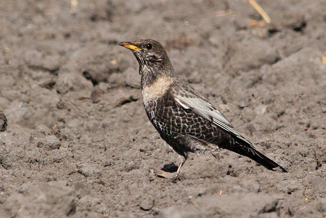 21 april 2010, Beflijster, 04_Fochteloerveen