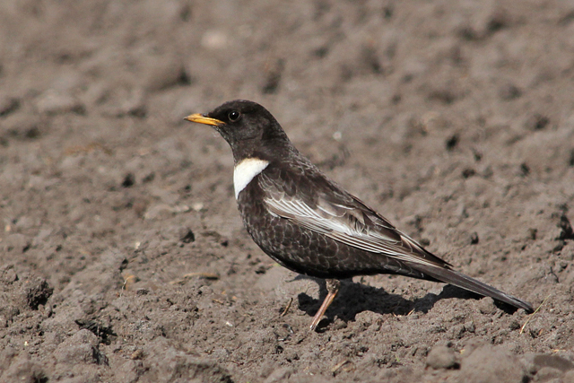 21 april 2010, Beflijster, Fochteloerveen
