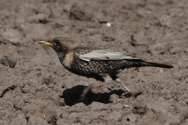 21 april 2010, beflijster Fochteloerveen,