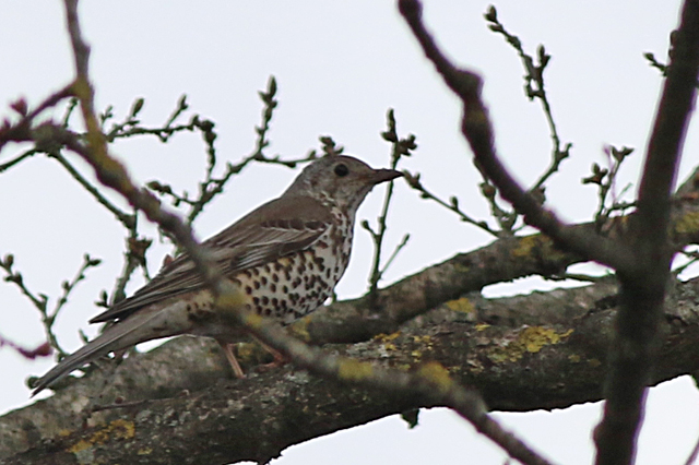 10 april 2022, Grote Lijster, Fochteloerveen