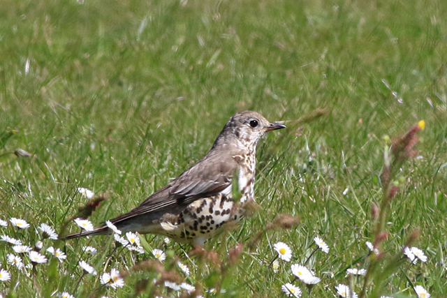 22 april 2022, Grote Lijster, Callantsoog