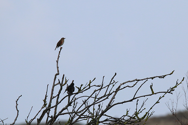 17 oktober 2015, Koperwiek, Texel