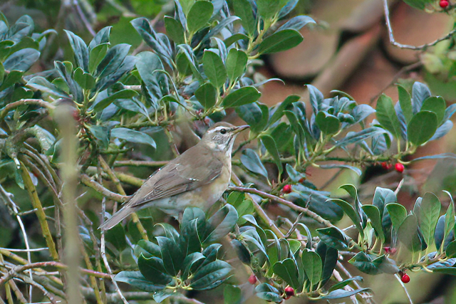 15 november 2020, Vale, Lijster_Moddergat_02