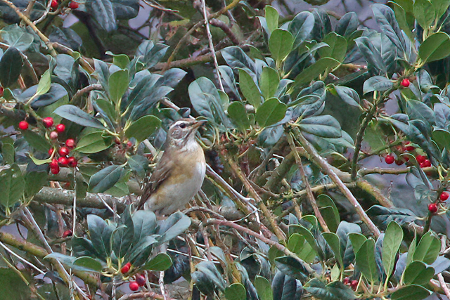 15 november 2020, Vale, Lijster_Moddergat_03