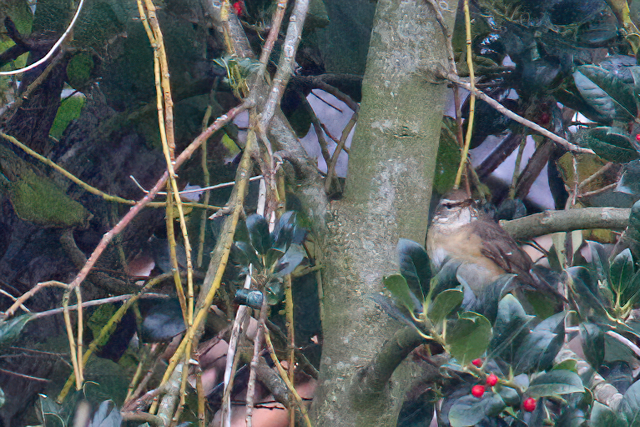 15 november 2020, Vale, Lijster_Moddergat_04