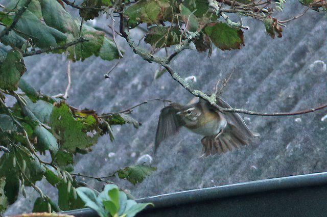 15 november 2020, Vale, Lijster_Moddergat_05