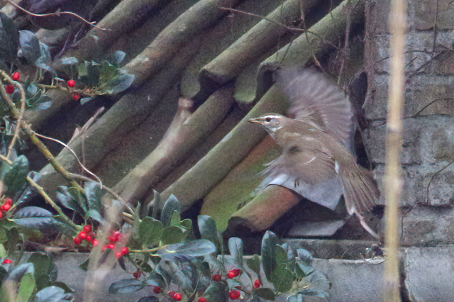 15 november 2020, Vale, Lijster_Moddergat_06