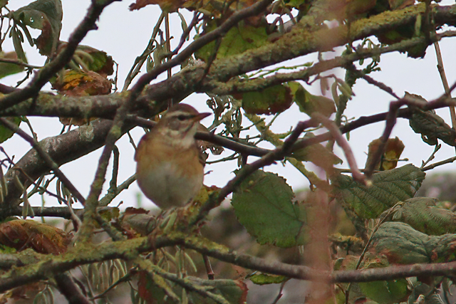 15 november 2020, Vale, Lijster_Moddergat_07