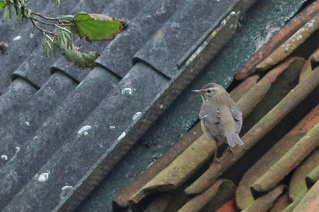 15 november 2020, Vale, Lijster_Moddergat_08