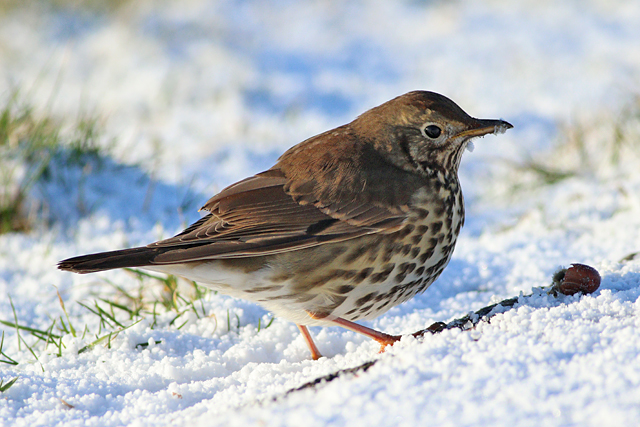 19 januari 2024, Zanglijster, Lauwersmeer