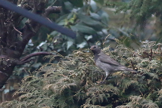 26 januari 2018, Zwartkeellijster, Scheemda_1