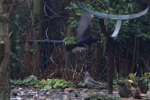 26 januari 2018, Zwartkeellijster, Scheemda_2