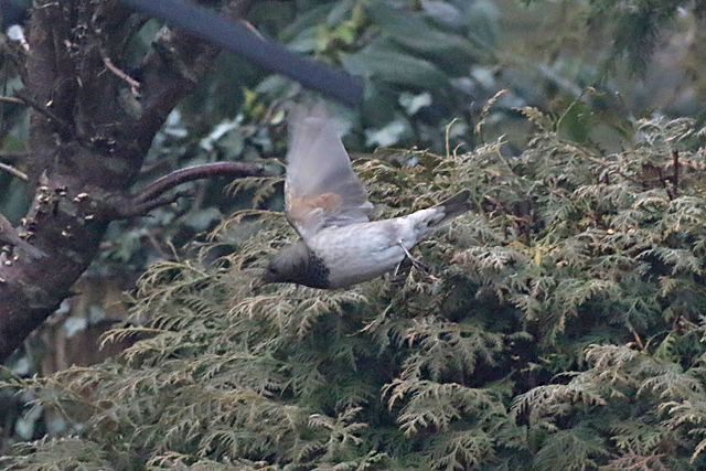 26 januari 2018, Zwartkeellijster, Scheemda_3