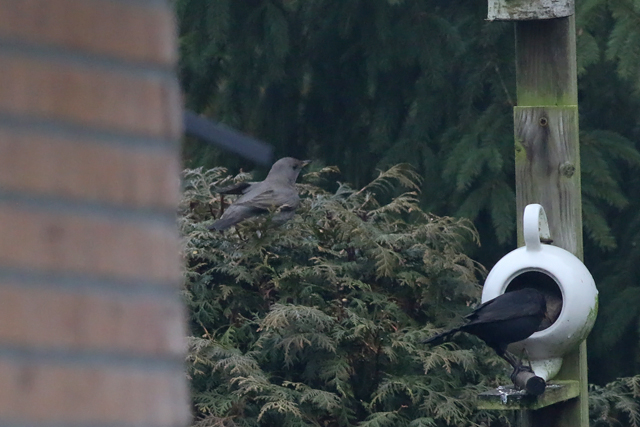 26 januari 2018, Zwartkeellijster, Scheemda_4