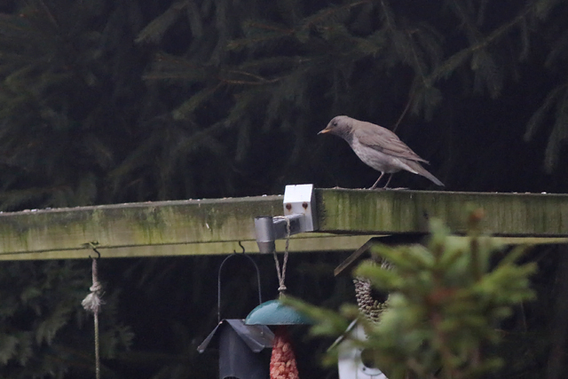 26 januari 2018, Zwartkeellijster, Scheemda_5
