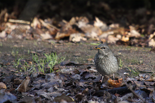 22 januari 2021, Zwartkeellijster, Utrecht