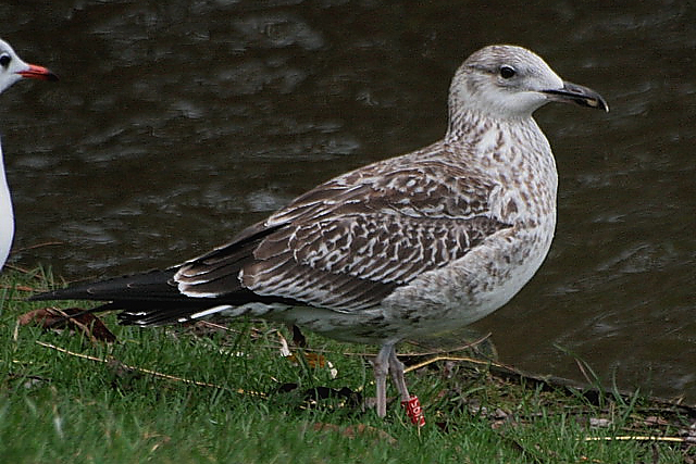 20 december 2006, Baltische, Mantelmeeuw_Groningen_03