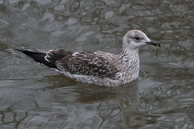 20 december 2006, Baltische, Mantelmeeuw_Groningen_04