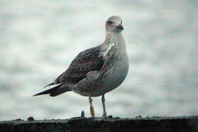 28 november 2009, Baltische Mantelmeeuw (geel-CKV4), Hoornse Plas_02