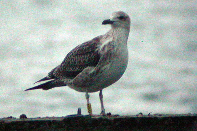 28 november 2009, Baltische Mantelmeeuw (geel-CKV4), Hoornse Plas_03