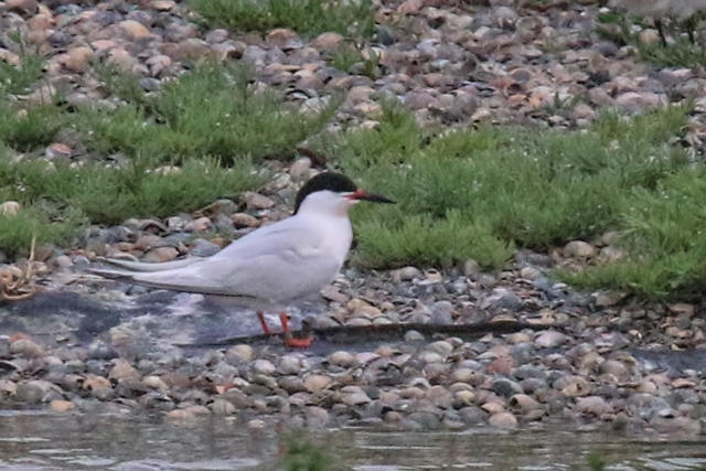 27 juni 2020, Dougalls Stern,  Camperduin_01