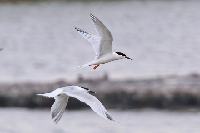 27 juni 2020, Dougalls Stern,  Camperduin_02