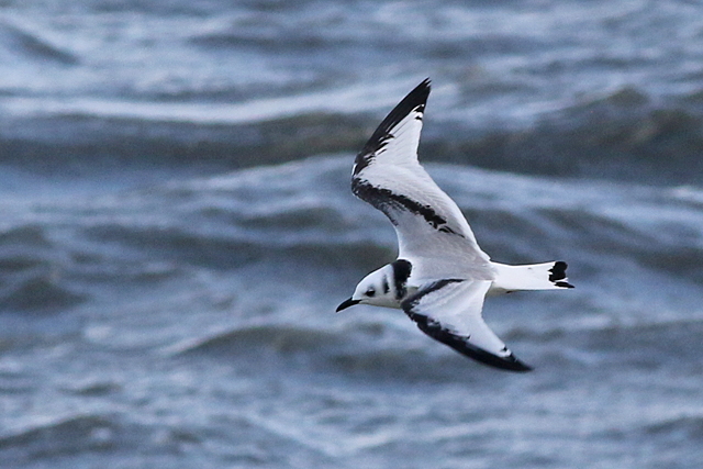 29 oktober 2017, Drieteenmeeuw, Lauwersoog