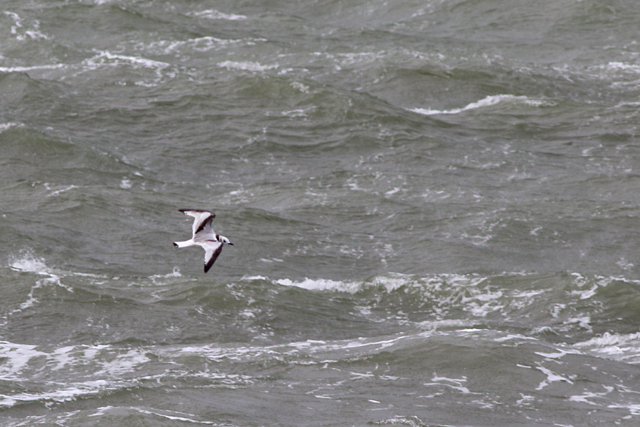 22 oktober 2021, Drieteenmeeuw, Den Helder