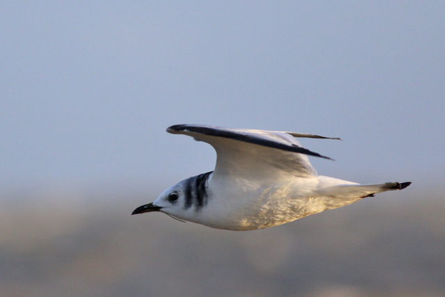 24 november 2023, Drieteenmeeuw-juv01, Lauwersoog