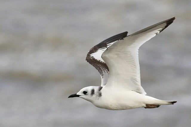 24 november 2023, Drieteenmeeuw-juv03, Lauwersoog