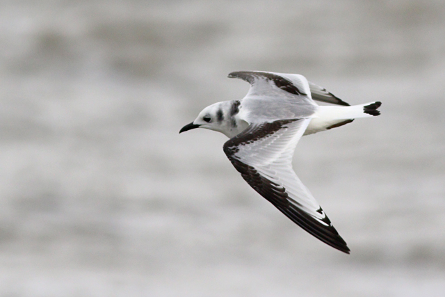 24 november 2023, Drieteenmeeuw-juv04, Lauwersoog