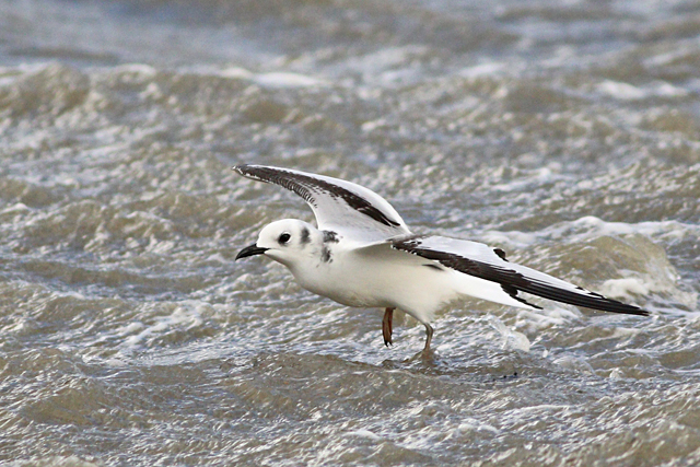24 november 2023, Drieteenmeeuw-juv05, Lauwersoog