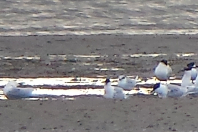 17 april 2016, Forsters Stern, Texel
