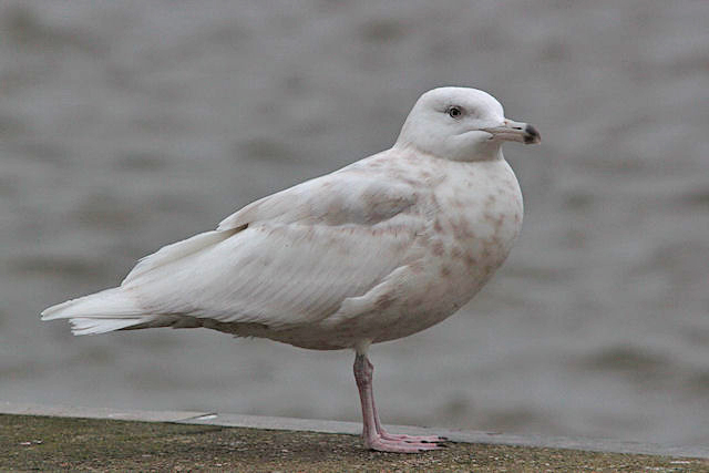 29 januari 2012, Grote Burgemeester, Den Oever
