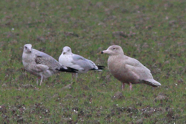 24 februari 2021, Grote Burgemeester, Medemblik