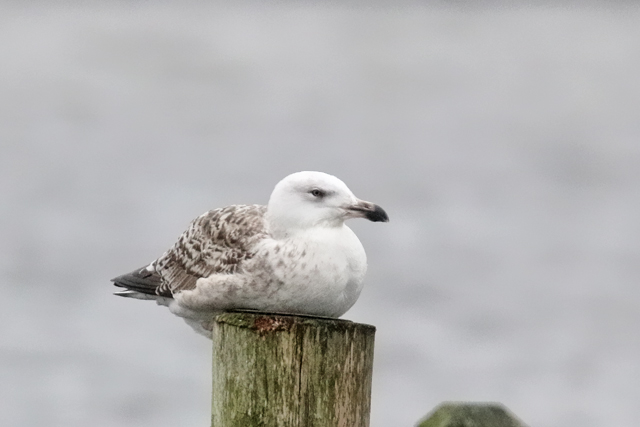 9 januari 2020, Grote Mantelmeeuw, Hoornse Meer_01