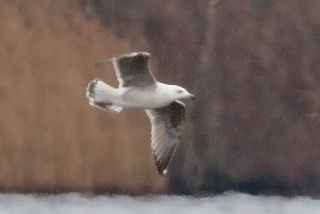 9 januari 2020, Grote Mantelmeeuw, Hoornse Meer_02