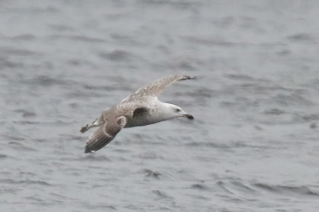 9 januari 2020, Grote Mantelmeeuw, Hoornse Meer_03