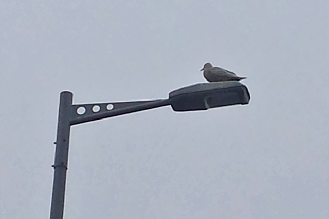 19 februari 2018, Kleine Burgemeester, Utrecht