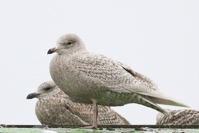 27 november 2020, Kleine, Burgemeester_Wijster