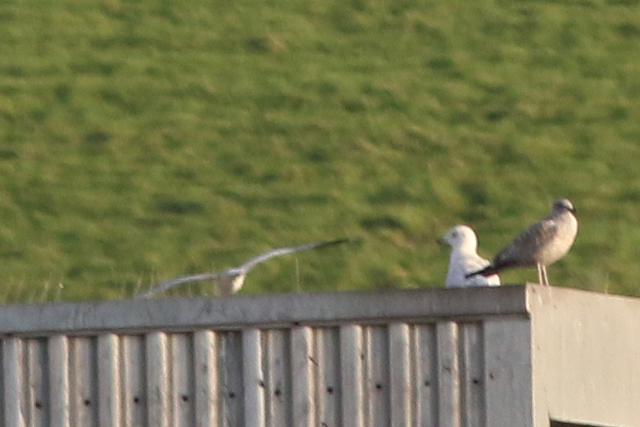 4 februari 2023, Kleine Burgemeester, VAM Wijster