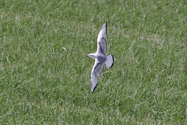 16 juni 2012, kleine kokmeeuw, texel